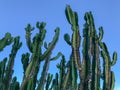 Close up of huge cactus on a blue sky Royalty Free Stock Photo