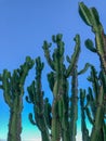 Close up of huge cactus on a blue sky Royalty Free Stock Photo