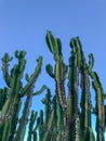 Close up of huge cactus on a blue sky Royalty Free Stock Photo