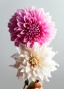 Close up of a huge creme blooming Dahlia Cafe au Lait and Cotton candy Hybrid flowers
