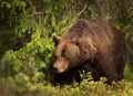 Close-up of a huge European brown bear male in boreal forest