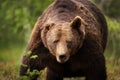 Close-up of a huge European brown bear