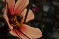 Close up flower orange yellow red with bee Royalty Free Stock Photo