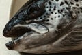 Close-up of huge head atlantic salmon salmo salar Royalty Free Stock Photo