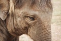 Close-up of the huge head of an elephant Royalty Free Stock Photo