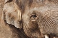 Close-up of the huge head of an elephant Royalty Free Stock Photo