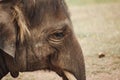 Close-up of the huge head of an elephant Royalty Free Stock Photo