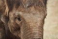 Close-up of the huge head of an elephant Royalty Free Stock Photo