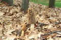 Close-up Of A Huge Morel Mushrooms In The Wild