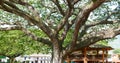 Close up of a huge oak tree in the middle of a town plaza