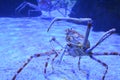 Close up of a huge spider crab with long thin tentacles in an aquarium on the sand. Bottom view