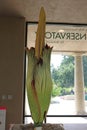 Close up of a huge Titan Arum, Corpse Flower, getting ready to bloom in The Rose Hills Foundation Conservatory in California