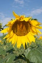 Close Up of Sunflower with Bee Royalty Free Stock Photo