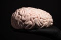 Close up of Human brain Anatomical Model, cake art concept image, brain from sugar paste. Sugar art Royalty Free Stock Photo