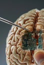 Close-up of a human brain model with embedded circuit board, symbolizing tech integration. Royalty Free Stock Photo