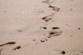 Human foot prints on golden beach sand Royalty Free Stock Photo