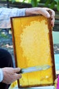 Close up of human hand extracting honey from yellow honeycomb.