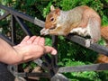 Closeup human Hand feeding squirrel in New York City at park Royalty Free Stock Photo