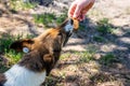 Close up. A human hand feeds a stray animal. A stray sterilized dog with a chip in its ear takes food from a man Royalty Free Stock Photo