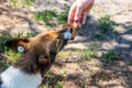 Close up. A human hand feeds a stray animal. A stray sterilized dog with a chip in its ear takes food from a man Royalty Free Stock Photo