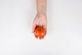 Close up of a human hand holding a fresh red tomato isolated on white background with copy space. Bio delicious vegetables. Royalty Free Stock Photo