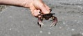 Purple Naked shore crab
