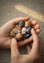 Tiny Sleeping Kittens Held Gently in Human Hands Royalty Free Stock Photo