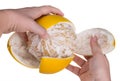 Peeling of yellow pomelo skin. Citrus grandis. Isolated on white background Royalty Free Stock Photo