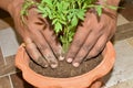 Close up human hands holding and planting a young plant in soil. Man gardening activity on balcony Royalty Free Stock Photo