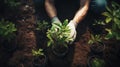 Close up human hands planting trees environment restoration.