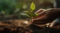 Close up human hands planting trees environment restoration.