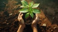 Close up human hands planting trees environment restoration.