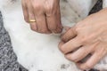 Close up of human hands remove dog adult tick from the fur