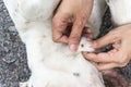 Close up of human hands remove dog adult tick from the fur