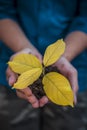 Close up of Human hands trying to Save mother nature by holding  plant in palms.Concept of saving earth and mother nature. Royalty Free Stock Photo