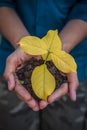 Close up of Human hands trying to Save mother nature by holding  plant in palms.Concept of saving earth and mother nature. Royalty Free Stock Photo