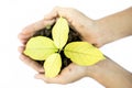 Close up of Human hands trying to Save mother nature by holding  plant in palms isolated on white. Concept of saving earth and mot Royalty Free Stock Photo