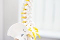 Close up human loins spine skeleton model. Medical clinic, education concept. Selective focus. Space for text