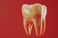 Close up of a human molar tooth against red background Royalty Free Stock Photo
