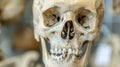 A close up of a human skull with teeth missing, AI Royalty Free Stock Photo