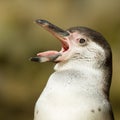 Close-up of a humboldt penguin Royalty Free Stock Photo