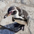 Close-up of a Humboldt penguin Royalty Free Stock Photo