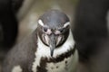 Close up of Humboldt South American Penguin Royalty Free Stock Photo