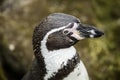 Close up of a Humboldt South American Penguin Royalty Free Stock Photo