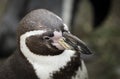 Close up of a Humboldt South American Penguin