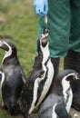 Close up of a Humboldt South American Penguin Royalty Free Stock Photo