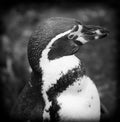 Close up of a Humboldt South American Penguin Royalty Free Stock Photo