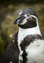 Close up of a Humboldt South American Penguin