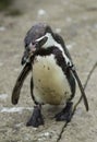 Close up of a Humboldt South American Penguin Royalty Free Stock Photo