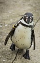 Close up of a Humboldt South American Penguin